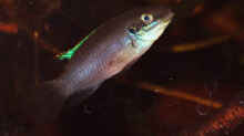 Besatz im Aquarium Enigmatochromis II
