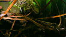 Dekoration im Aquarium Enigmatochromis II