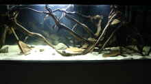 Aquarium Wurzelbiotop