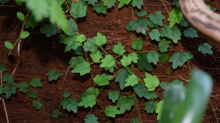 Ficus quercifolia