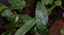 Humata heterophylla