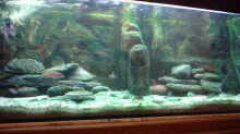 Aquarium Hauptansicht von Becken 318