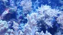 Pflanzen im Aquarium Weichkorallenbecken