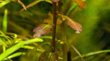 Ludwigia senegalensis 24.08.15