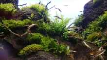 Pflanzen im Aquarium Am Ende des Flusses