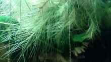 Pflanzen im Aquarium Juwel Lido 200 weiss Fx