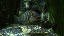 Petrochromis famula