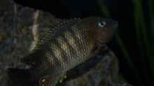 Petrochromis