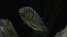 Petrochromis famula ndole
