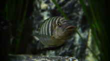 Petrochromis famula