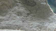 Muschelabdruck im Sandstein