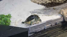 Schildkröte an Land