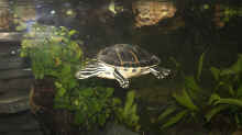 Schmuckschildkröte schwimmend