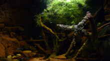 Aquarium Hauptansicht von 190er Roots & stones