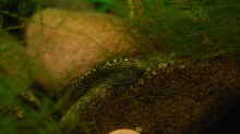 Sewellia lineolata 