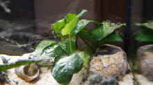 Pflanzen im Aquarium Neolamprologus Multifasciatus