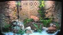 Aquarium Juwel Trigon 190 "MALAVI" CW
