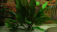 Echinodorus osiris/Rötliche Amazonas-Schwertpflanze