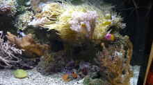 Besatz im Aquarium Nautilus