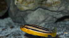  Melanochromis auratus 