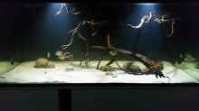 Aquarium Fluss-Monster (Nur noch als Beispiel)