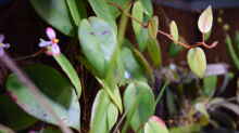 Begonia eleagnifolia Schulzei