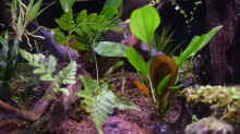 Echinodorus Roter Oktober emers wachsend mit Humata tyermannii (Tarantelfarn)