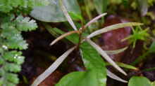 Hygrophila lancea