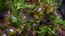 Rotala rotundifolia emers