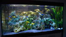 Aquarium Hauptansicht von Becken 32393