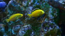 Yellow Bock mit Weibchen