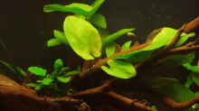 Echinodorus Dschungelstar (Roter Leopard Mutterpflanze)