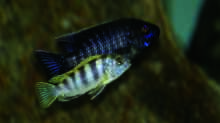 Labidochromis spec. Perlmutt / Aulonocara spec. Lwanda yellow top
