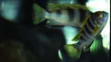 Labidochromis spec. Perlmutt
