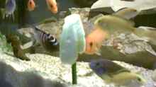 Besatz im Aquarium Becken 325
