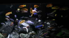Besatz im Aquarium Mbuna reef