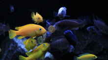 Besatz im Aquarium Mbuna reef