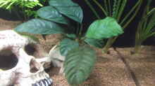 Anubias barteri var. coffeifolia (Kaffeeblättriges Speerblatt)