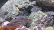 Aquarium Becken 32520