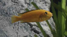 Labidochromis Caeruleus Weibchen
