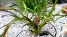 10.) Echinodorus tenellus (grasartige Schwertpflanze)