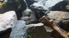 Besatz im Aquarium Malawi Rockzone