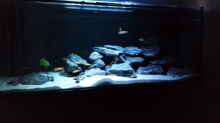 Aquarium Hauptansicht von Saulosi Anfängerbecken