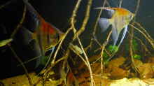 Besatz im Aquarium Dunkles Amazonasdikicht