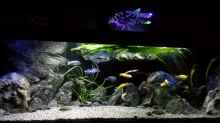 Aquarium Becken 32689