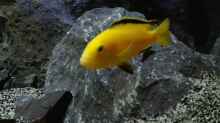 Labidochromis Yellow