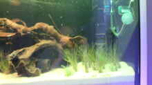 Aquarium Panaqolus Heaven