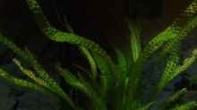 Pflanzen im Aquarium Becken 32694