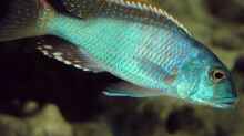 Buccochromis nototaenia, F1 