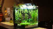Aquarium Miniunterwasserwelt